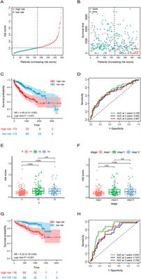 A cellular senescence-related genes model allows for prognosis and treatment stratification of hepatocellular carcinoma: A bioinformatics analysis and experimental verification